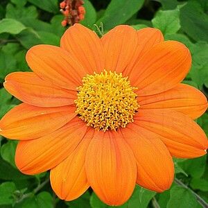 Sítio da Mata - Tithônia Girassol Mexicano (Tithonia speciosa)