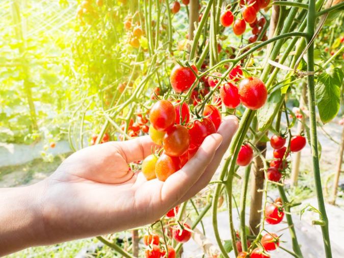  TOMATE CAMAQUA VERMELHO ORGANICO (Lycopersicon lycopersicum)