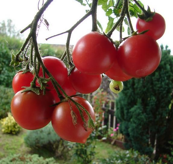 Sítio da Mata - Tomate Cereja (Solanum lycopersicum)