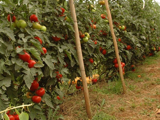 Tomate KAIÇARA ORGÂNICO 