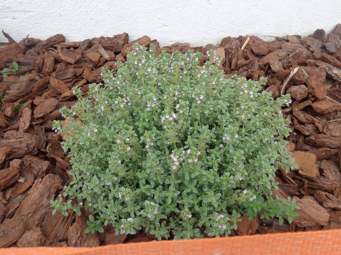 Sítio da Mata - Tomilho Limao (Thymus x citriodorus)