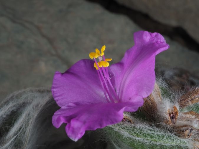 TRADESCANTIA SILLAMONTANA (Tradescantia sillamontana)