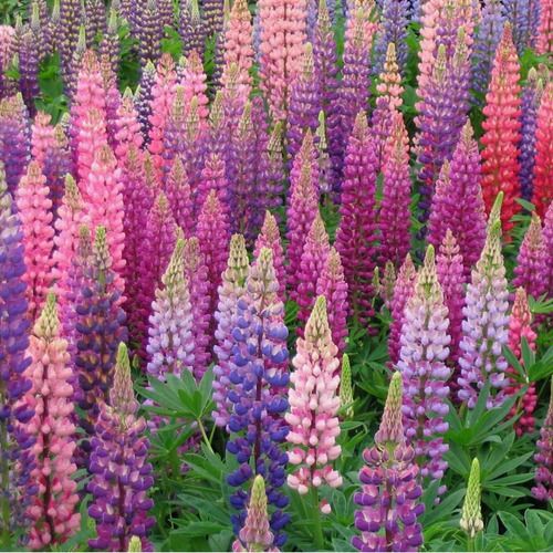 Sítio da Mata - FLORES ORNAMENTAIS TREMOÇO-DE-JARDIM SORTIDO (Lupinus hartwegii)
