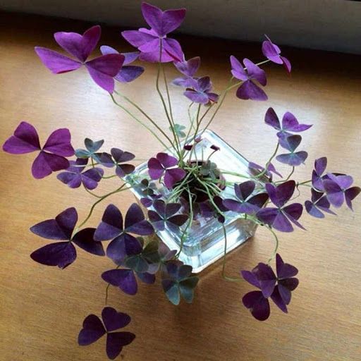 TREVO ROXO OU OXALIS (Oxalis triangularis atropurpurea) 