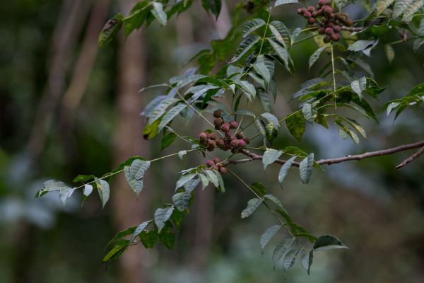 Catiguá (Trichila hirta)