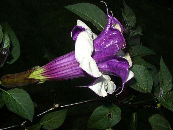 TROMBETA ROXA (Datura metel)