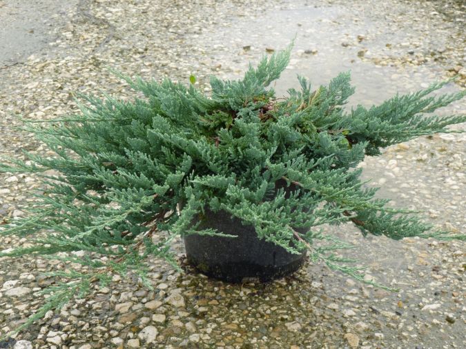Sítio da Mata - TUIA JACARÉ (Juniperus horizontalis)