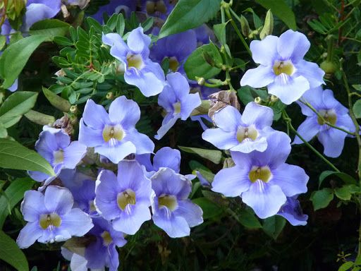 TUMBERGIA TREPEDEIRA (thunbergia grandiflora)