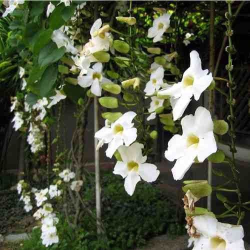 TUMBERGIA BRANCA (Thunbergia fragrans)