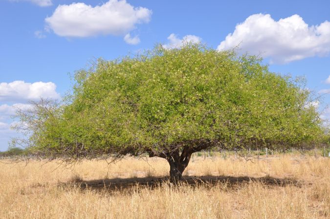 Umbu (Spondias tuberosa)