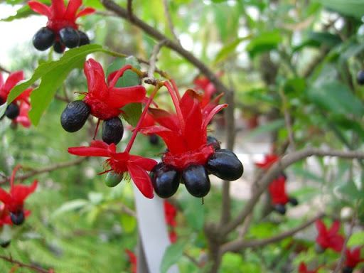 ÓCNA (Ochna serrulata)