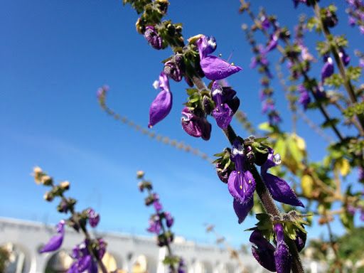 Sítio da Mata - BOLDO DE JARDIM (Plectranthus barbatus)
