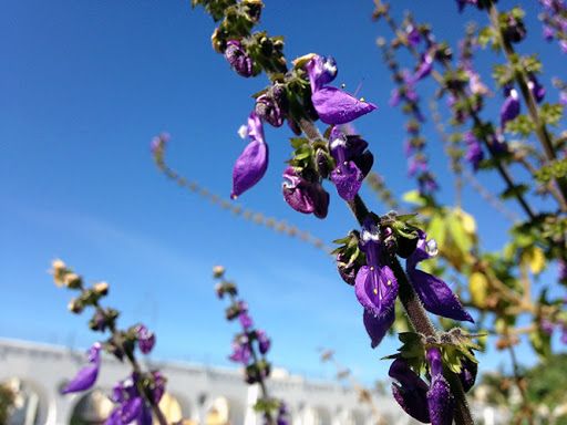 BOLDO DE JARDIM (Plectranthus barbatus)