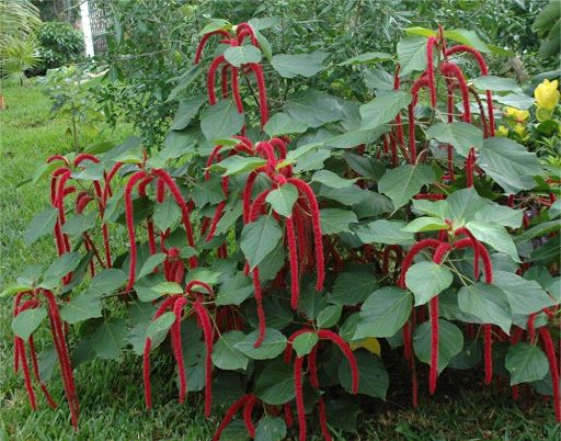 Sítio da Mata - ACALIFA MACARRÃO (Acalypha hispida)