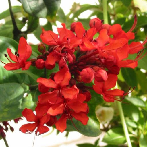 CLERODENDRO VERMELHO (Clerodendrum splendens)