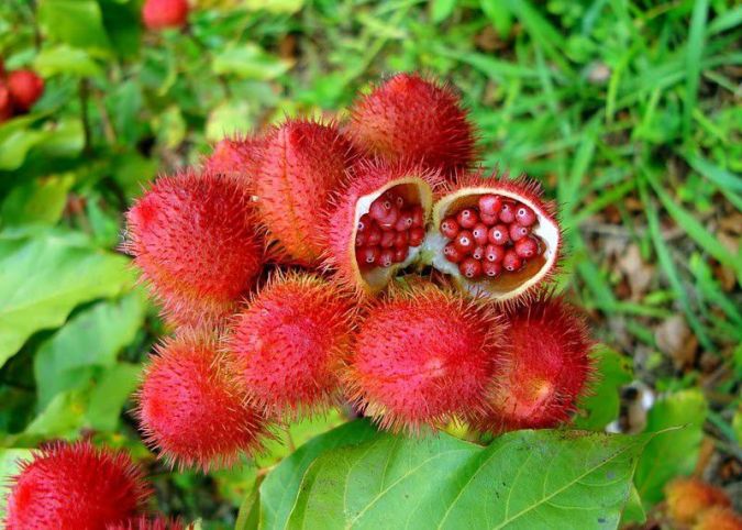 Sítio da Mata - URUCUM (Bixa orellana)