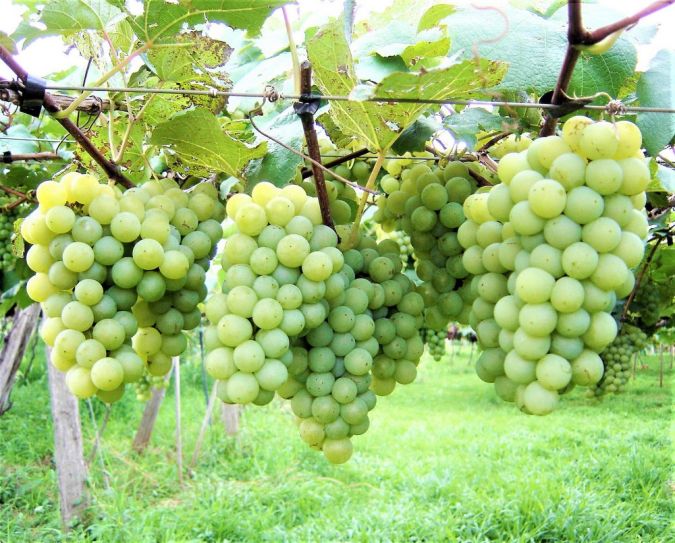 Uva Niagara Branca (Vitis labrusca Niagara)