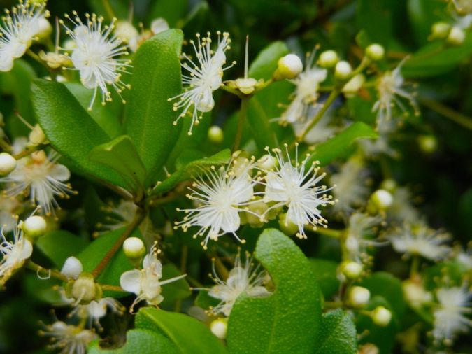 UVAIA DO CAMPO OU PESSEGO DO MATO (Eugenia myrcianthes)