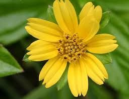 Sítio da Mata - Vedélia (Sphagneticola trilobata)