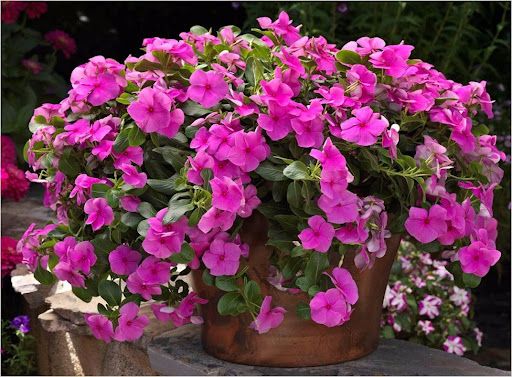 Sítio da Mata - FLORES ORNAMENTAIS Vinca Sortida BOA NOITE (Catharanthus roseus)