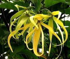 YLANG YLANG (Canangium odoratum)