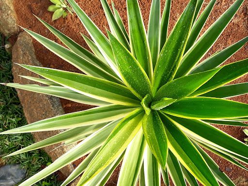 YUCA VARIEGATA (Yucca gigantea)