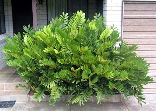 ZAMIA (Zamia furfuracea L.)