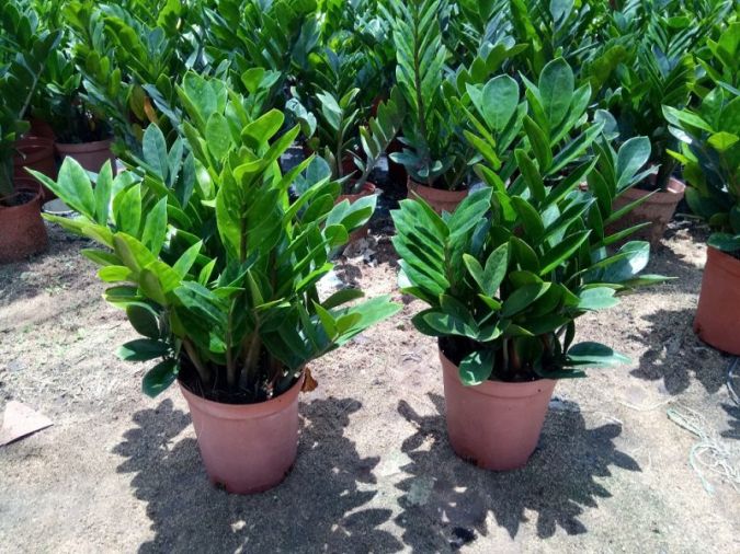 Sítio da Mata - ZAMIOCULCA (Zamioculcas zamiifolia)
