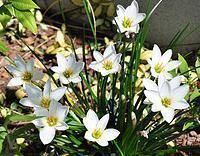 ZEFIRANTES - CARAPITAIA - LÍRIO DO VENTO (Zephyranthes candida) 