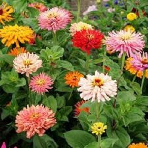 Sítio da Mata - FLORES ORNAMENTAIS Zinnia CACTOS SORTIDA (Zinnia elegans)