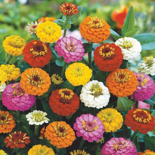 FLORES ORNAMENTAIS Zinnia CARROSSEL (Zinnia elegans)