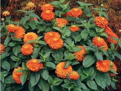 FLORES ORNAMENTAIS Zinnia GIGANTE DA CALIFÓRNIA LARANJA (Zinnia elegans)