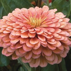 FLORES ORNAMENTAIS Zinnia GIGANTE DA CALIFÓRNIA SALMÃO (Zinnia elegans)