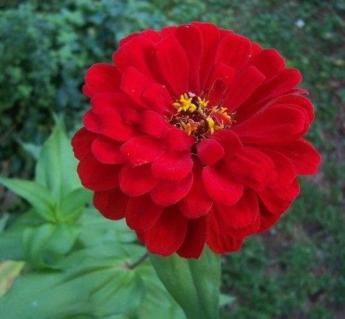 FLORES ORNAMENTAIS Zinnia GIGANTE DA CALIFÓRNIA VERMELHA (Zinnia elegans)