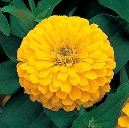 FLORES ORNAMENTAIS Zinnia GIGANTE DA CALIFORNIA AMARELA (Zinnia elegans)