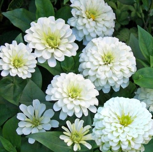 FLORES ORNAMENTAIS Zinnia GIGANTE DA CALIFORNIA BRANCA (Zinnia elegans)