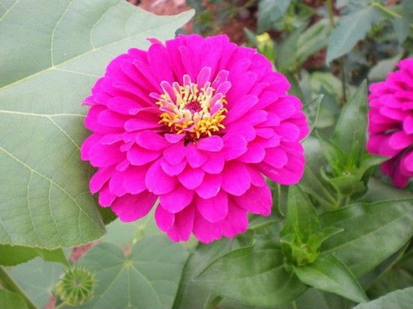 FLORES ORNAMENTAIS Zinnia GIGANTE DA CALIFORNIA ROSA (Zinnia elegans)