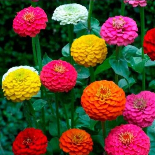 FLORES ORNAMENTAIS Zinnia LILIPUT SORTIDA (Zinnia elegans)