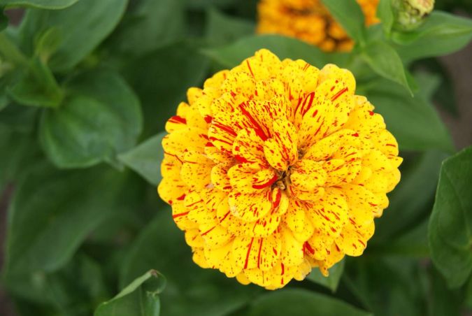 FLORES ORNAMENTAIS Zinnia LUZ DA LUA (Zinnia elegans )