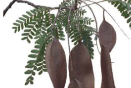 ANGELIM (Dinizia excelsa Ducke)