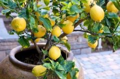 Limao Siciliano (Citrus Limon)