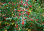 CHAPEU CHINES TREPADEIRA (Holmskioldia sanguinea)