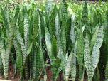 Sítio da Mata - ESPADA DE SAO JORGE (Sansevieria Trifasciata) 