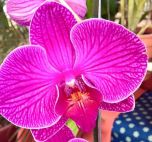 Sítio da Mata - Adubo Foliar Para Orquidea em Floracao