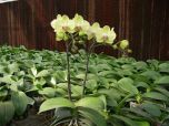Sítio da Mata - Adubo para Orquideas em Crescimento