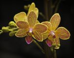 Sítio da Mata - Adubo Foliar para Orquideas em Manutencao