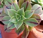 AEONIUM LEUCOBLEPHARUM (Aeonium leucoblepharum)