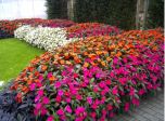 Sítio da Mata - SUNPATIENS (Impatiens hybrida)