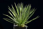 Sítio da Mata - Agave Palito (Agave geminiflora)