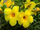 ALAMANDA AMARELA (Allamanda cathartica